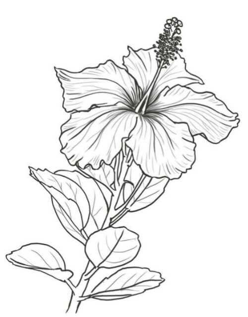 gambar sketsa bunga kembang sepatu