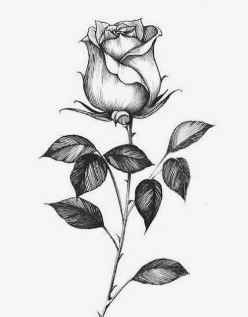 Gambar sketsa bunga mawar estetik
