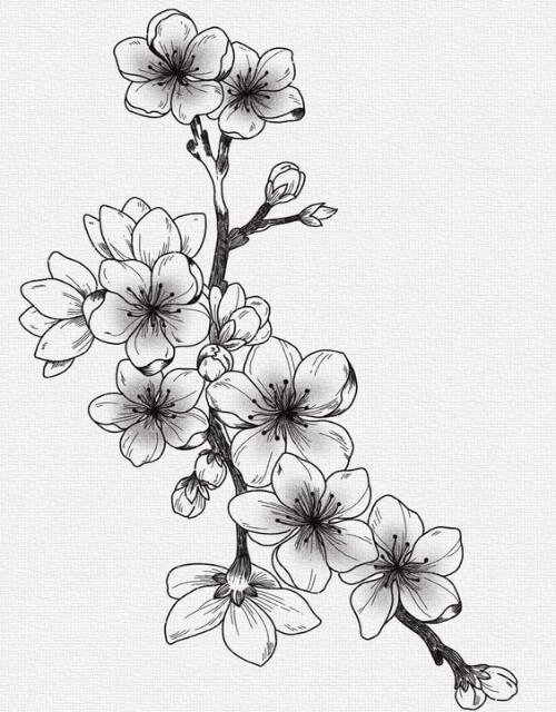 gambar sketsa bunga sakura