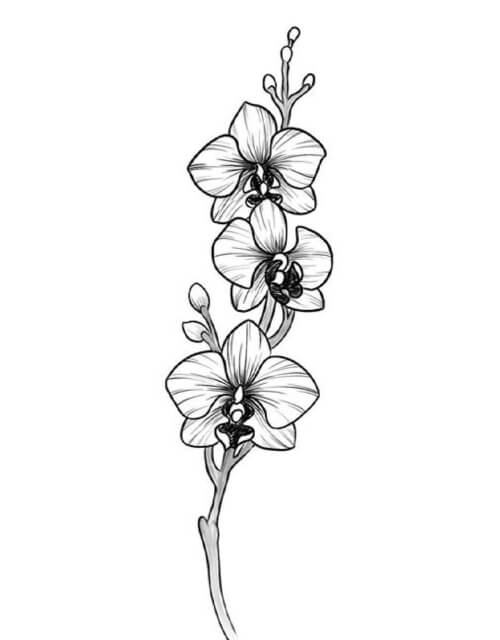 sketsa bunga anggrek yang mudah ditiru