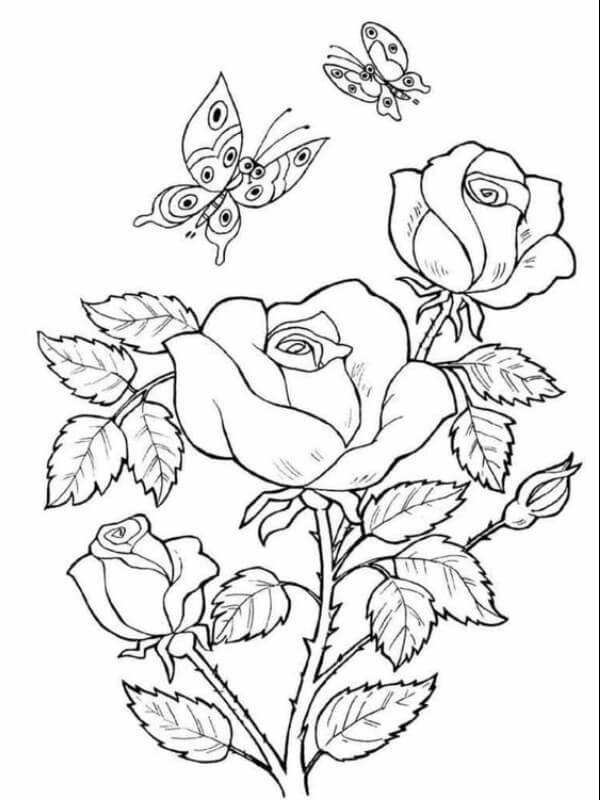 sketsa gambar bunga mawar