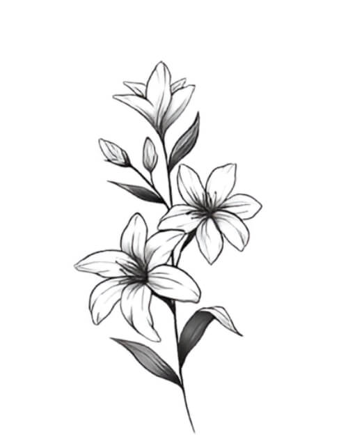 sketsa gambar bunga melati hitam putih