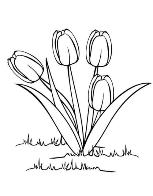 sketsa gambar bunga tulip mudah hitam putih