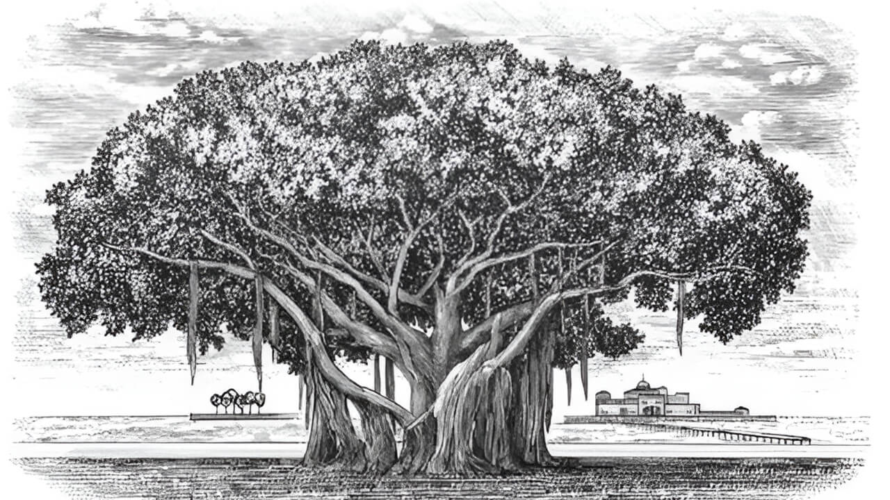 sketsa gambar pohon beringin