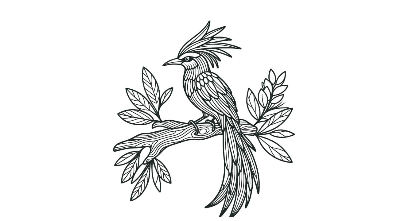 sketsa burung cenderawasih