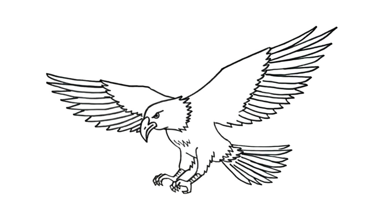 sketsa burung elang