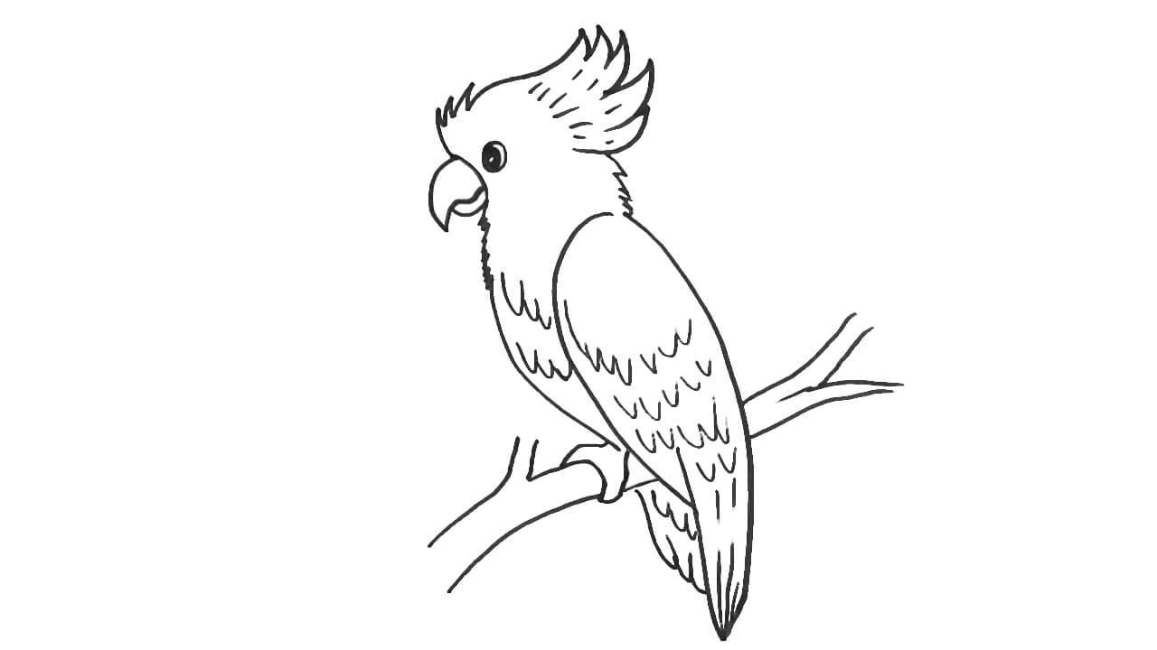 sketsa burung kakak tua